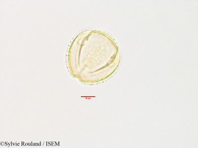 Sylvie.Rouland/Grevea_madagascariensis_3500/Grevea_madagascariensis_3500_0001(copy)_thumb.jpg