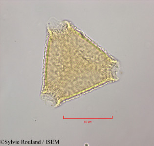 Sylvie.Rouland/Grevillea_exul_47242/Grevillea_exul_47242_0001(copy)_thumb.jpg