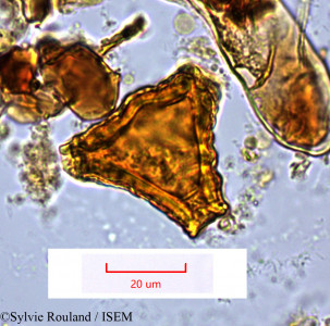 Sylvie.Rouland/Grevillea_robusta_1520/Grevillea_robusta_1520_0001(copy)_thumb.jpg