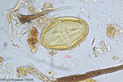 Sylvie.Rouland/Grewia_flavescens_5225/Grewia_flavescens_5225_0001(copy)_thumb.jpg