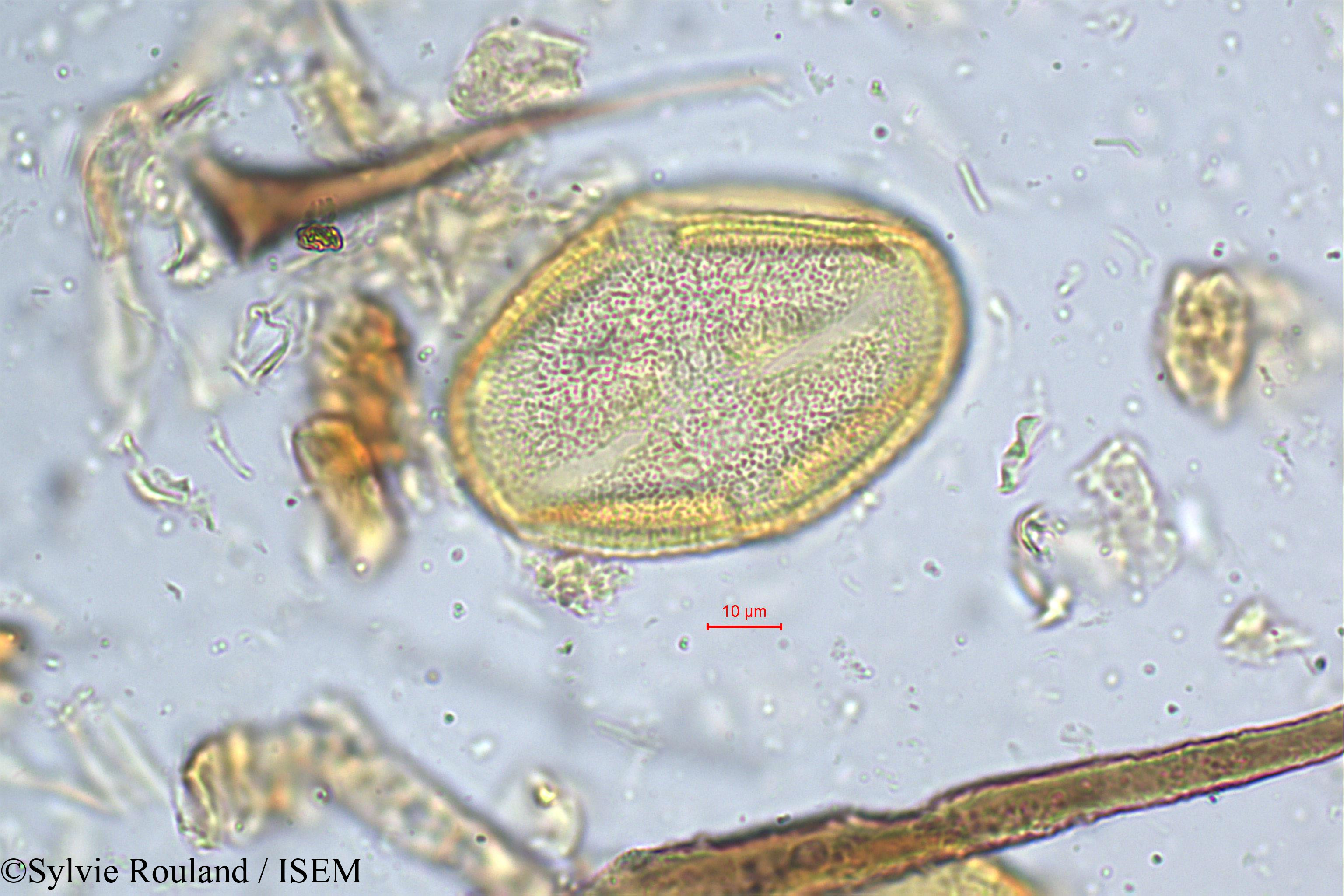 Sylvie.Rouland/Grewia_flavescens_5225/Grewia_flavescens_5225_0003(copy).jpg