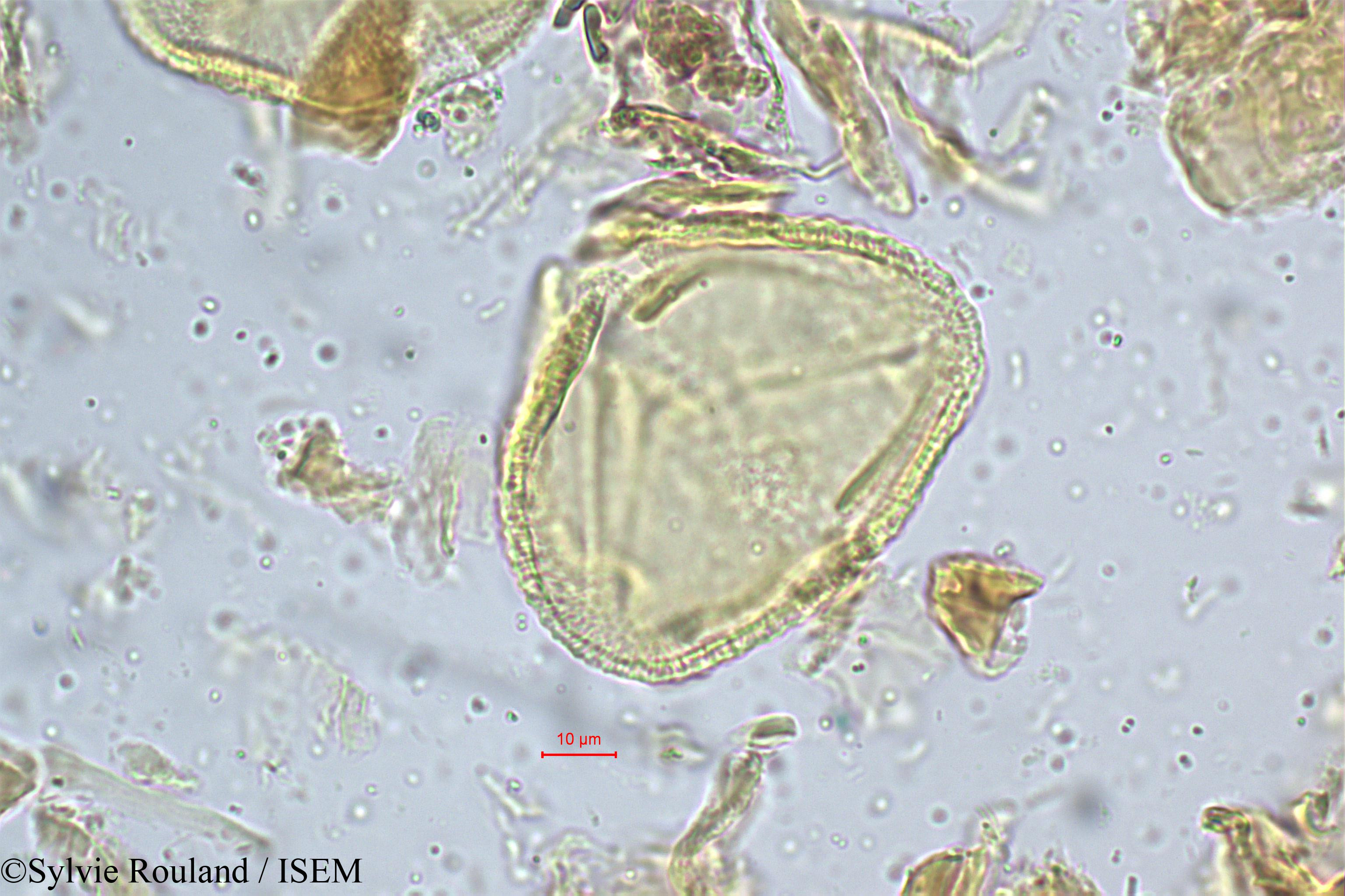 Sylvie.Rouland/Grewia_flavescens_5225/Grewia_flavescens_5225_0004(copy).jpg