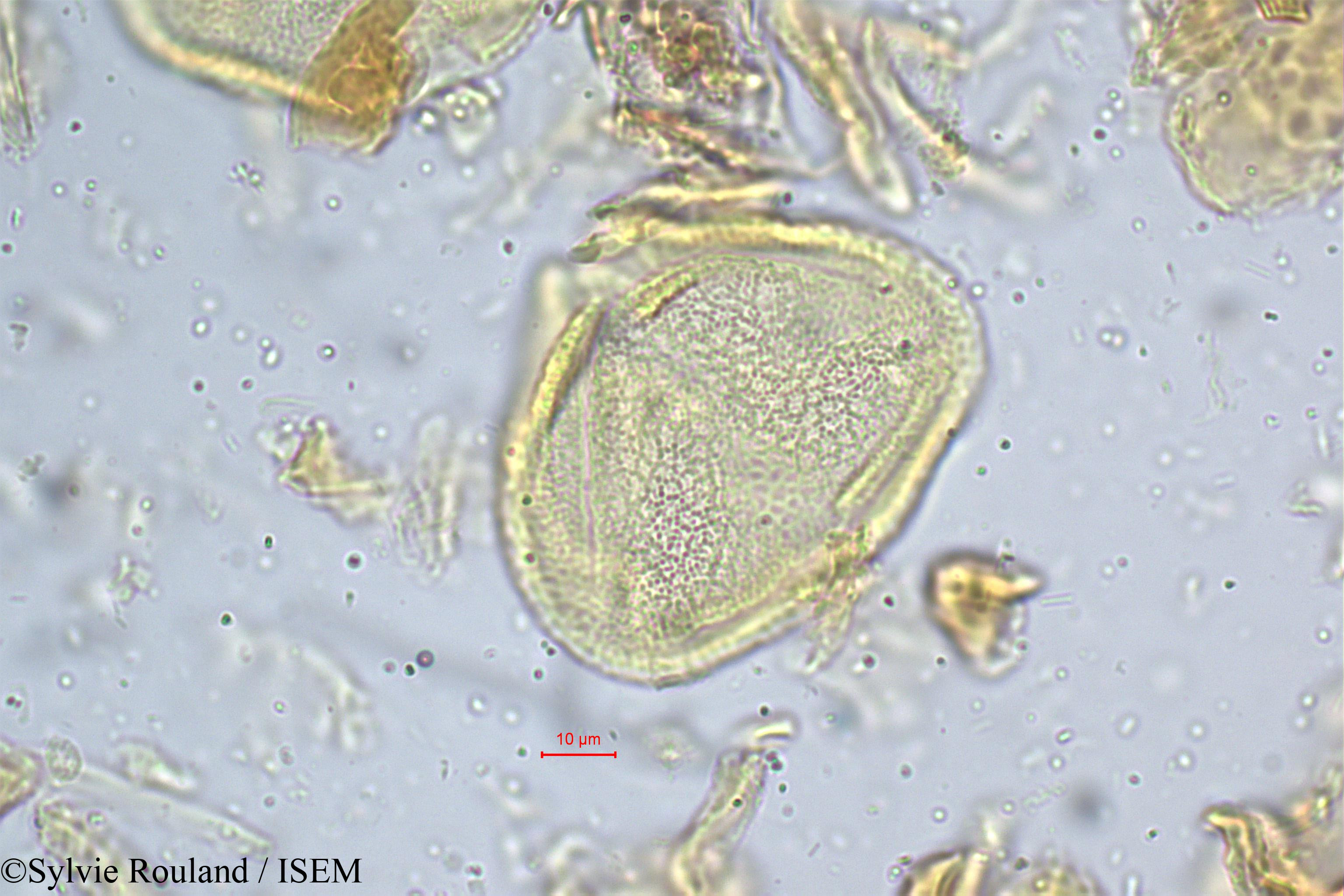 Sylvie.Rouland/Grewia_flavescens_5225/Grewia_flavescens_5225_0005(copy).jpg