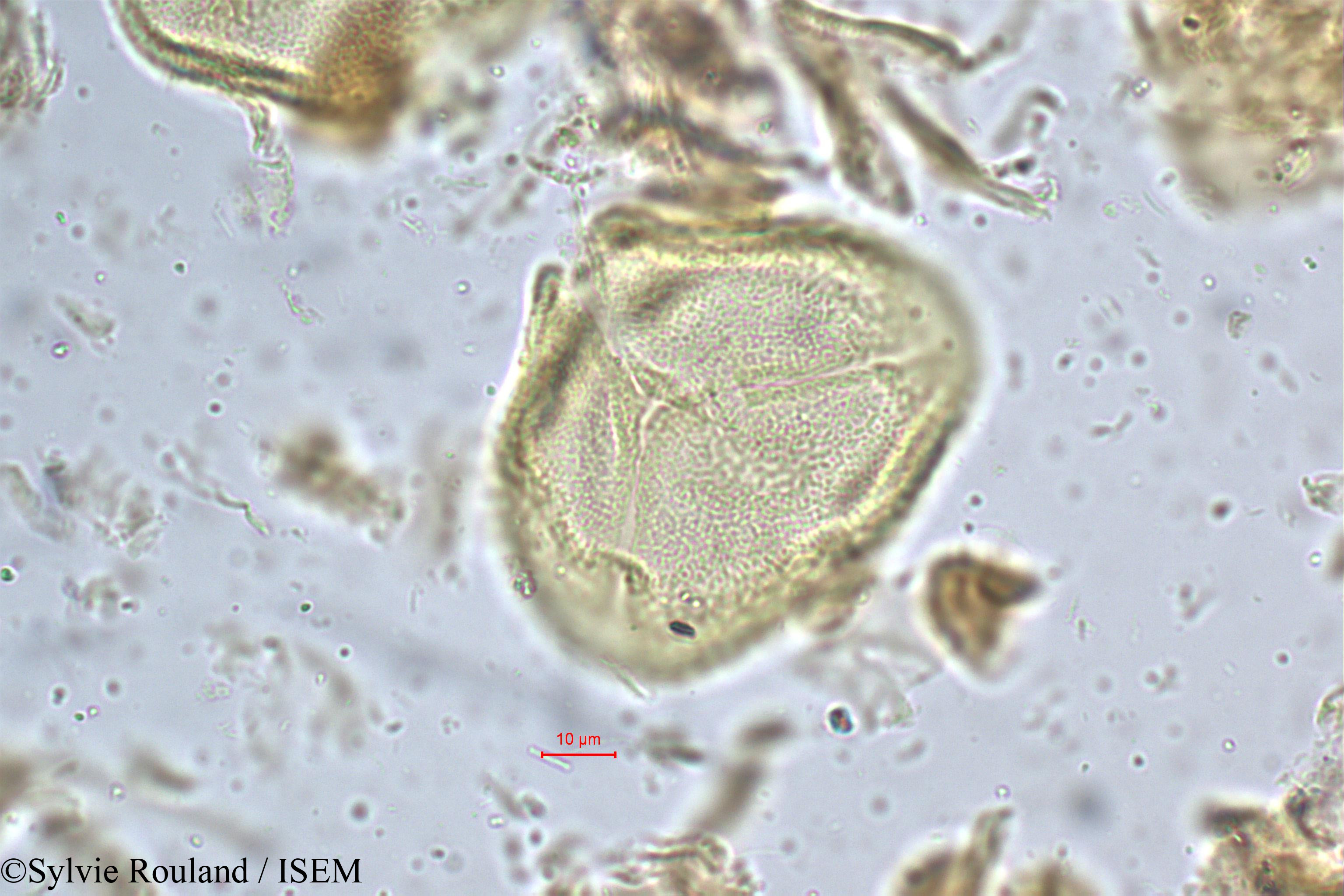 Sylvie.Rouland/Grewia_flavescens_5225/Grewia_flavescens_5225_0006(copy).jpg