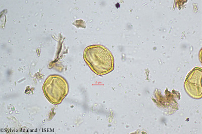 Sylvie.Rouland/Grewia_microcos_5216/Grewia_microcos_5216_0001(copy)_thumb.jpg