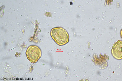 Grewia microcos - lame n° 5216