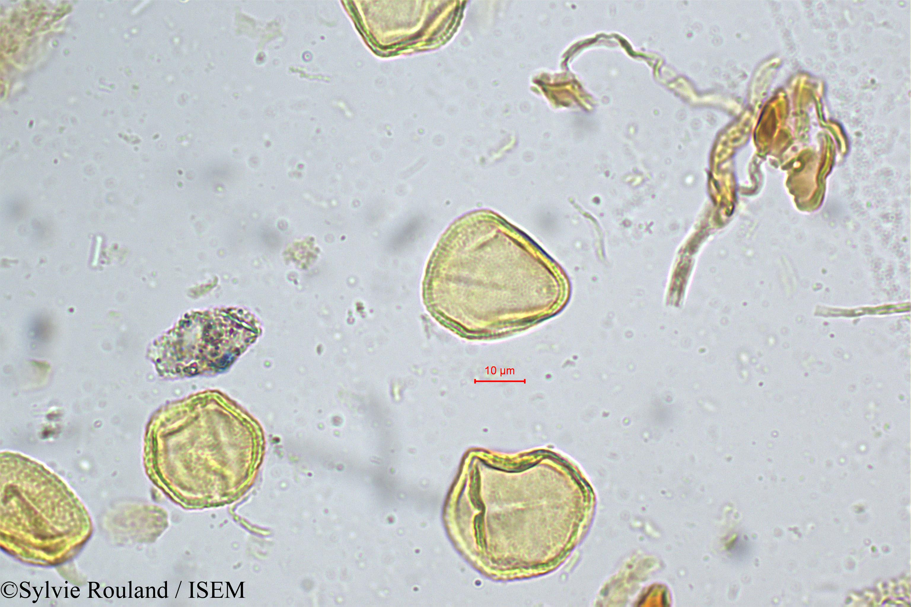 Sylvie.Rouland/Grewia_microcos_5216/Grewia_microcos_5216_0004(copy).jpg