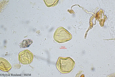 Grewia microcos - lame n° 5216