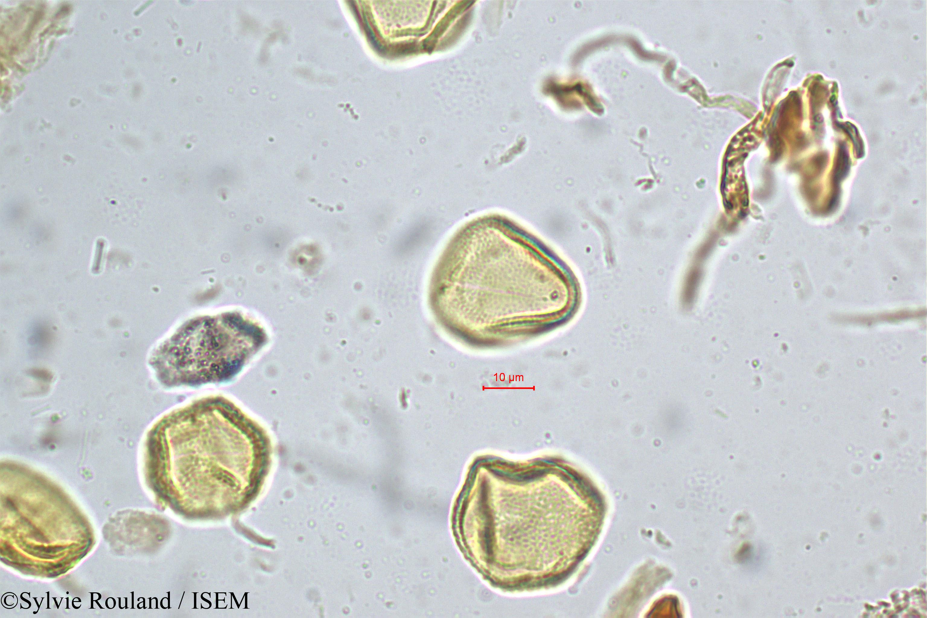 Sylvie.Rouland/Grewia_microcos_5216/Grewia_microcos_5216_0005(copy).jpg