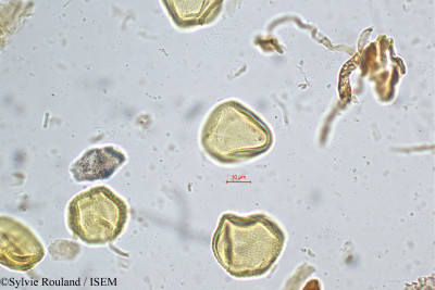 Grewia microcos - lame n° 5216