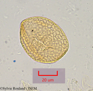 Sylvie.Rouland/Grewia_occidentalis_1023/Grewia_occidentalis_1023_0001(copy)_thumb.jpg