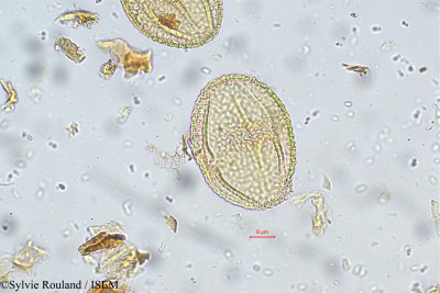 Sylvie.Rouland/Grewia_orientalis_5759/Grewia_orientalis_5759_0001(copy)_thumb.jpg
