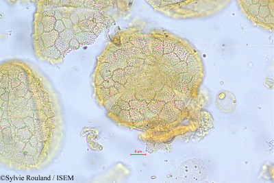 Sylvie.Rouland/Grewia_pubescens_54/Grewia_pubescens_54_0001(copy)_thumb.jpg