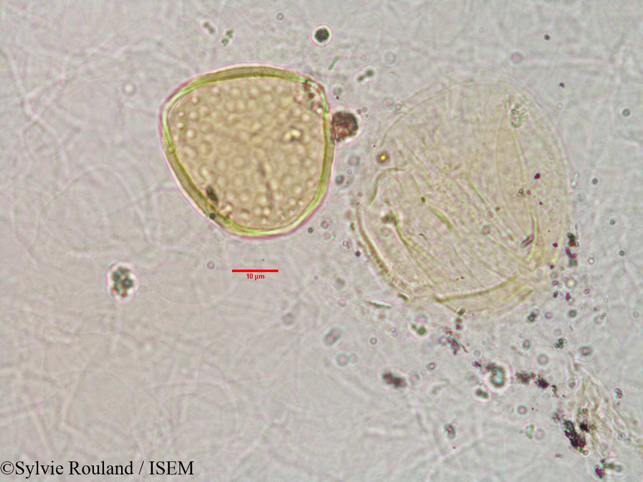 Sylvie.Rouland/Grewia_sp_3173/Grewia_sp_3173_0001(copy).jpg