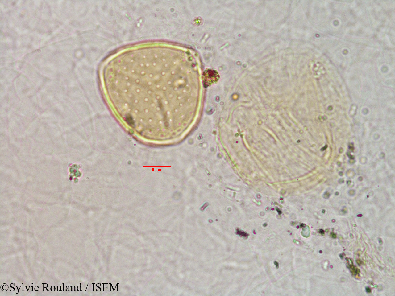 Sylvie.Rouland/Grewia_sp_3173/Grewia_sp_3173_0002(copy).jpg