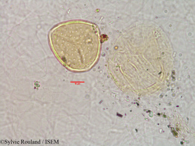 Grewia - lame n° 3173