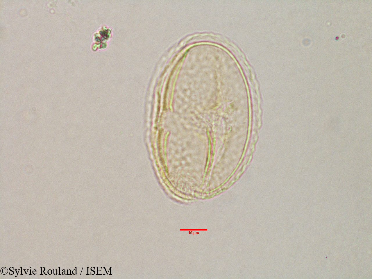 Sylvie.Rouland/Grewia_sp_3173/Grewia_sp_3173_0003(copy).jpg