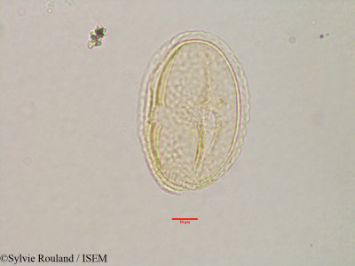 Grewia - lame n° 3173