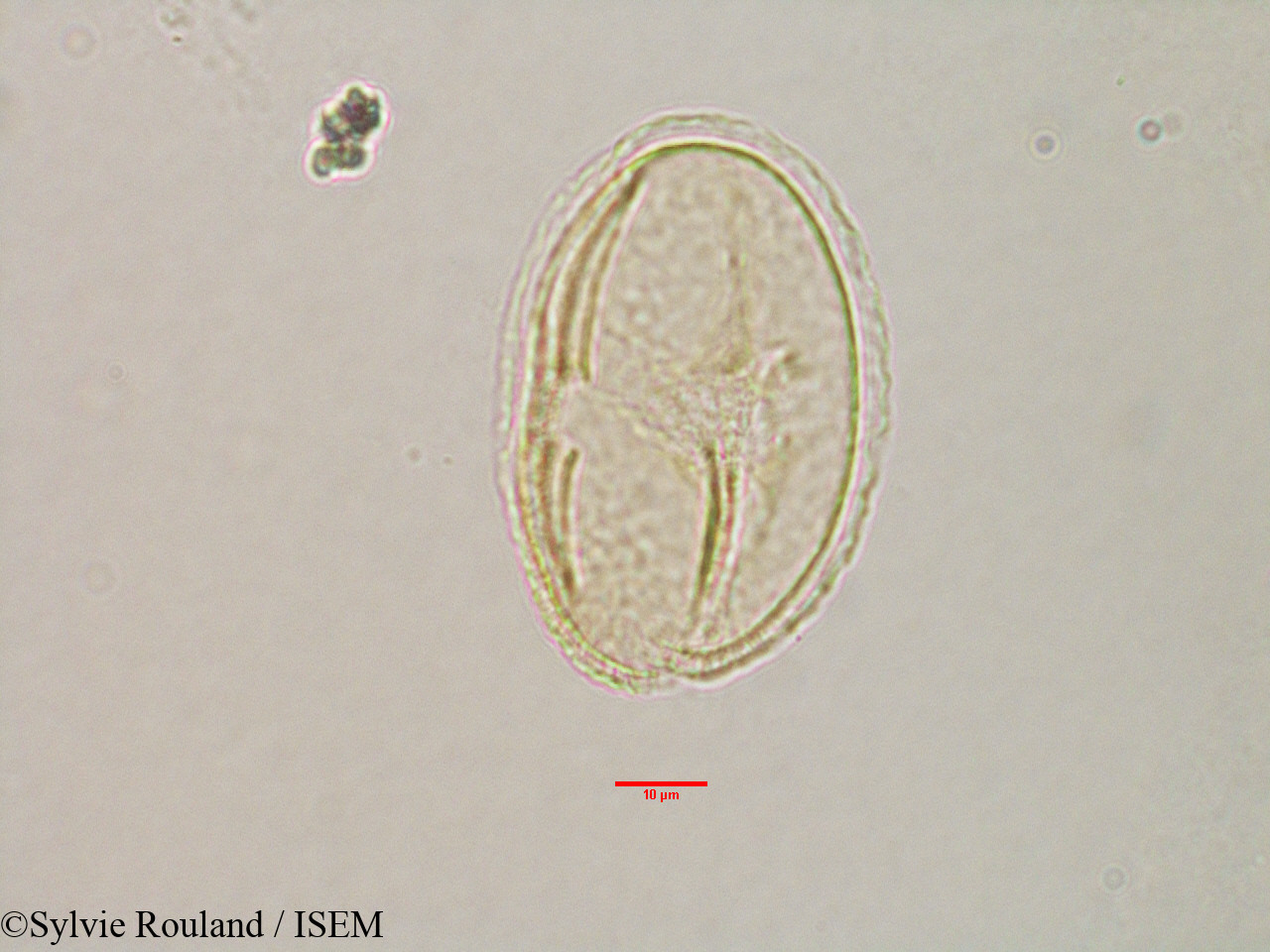 Sylvie.Rouland/Grewia_sp_3173/Grewia_sp_3173_0004(copy).jpg