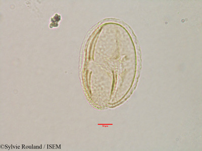 Grewia - lame n° 3173
