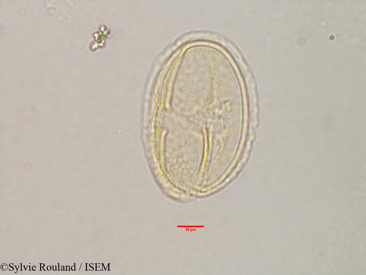 Sylvie.Rouland/Grewia_sp_3173/Grewia_sp_3173_0005(copy).jpg