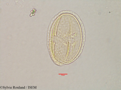 Grewia - lame n° 3173