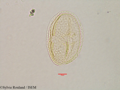 Grewia - lame n° 3173