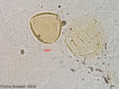 Grewia - lame n° 3173