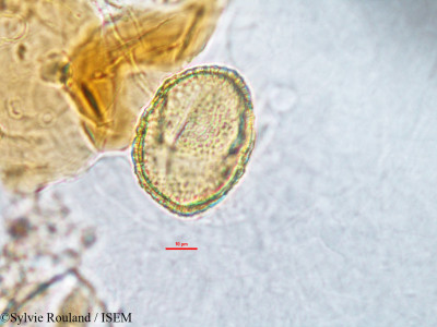 Sylvie.Rouland/Grewia_stenophylla_3172/Grewia_stenophylla_3172_0001(copy)_thumb.jpg