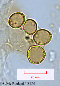 Sylvie.Rouland/Grisollea_myriantha_1522/Grisollea_myriantha_1522_0001(copy)_thumb.jpg