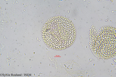 Sylvie.Rouland/Grossera_sp_576/Grossera_sp_576_0001(copy)_thumb.jpg