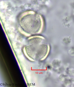 Guaiacum officinale - lame n° 47247