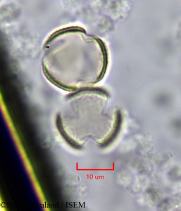 Guaiacum officinale - lame n° 47247