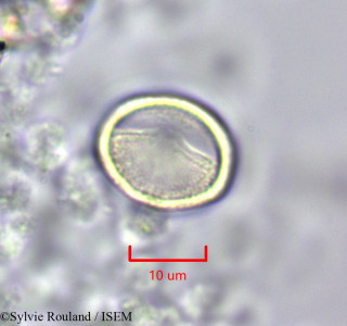 Guaiacum officinale - lame n° 47247