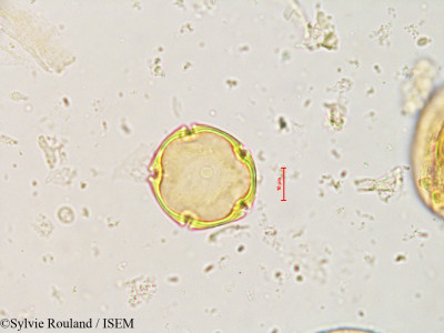Sylvie.Rouland/Guarea_trichilioides_4215/Guarea_trichilioides_4215_0001(copy)_thumb.jpg