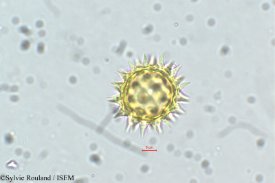 Sylvie.Rouland/Guizotia_scabra_5627/Guizotia_scabra_5627_0001(copy)_thumb.jpg