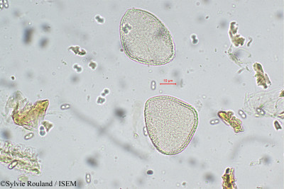 Sylvie.Rouland/Gymnacranthera_canarica_5529/Gymnacranthera_canarica_5529_0001(copy)_thumb.jpg