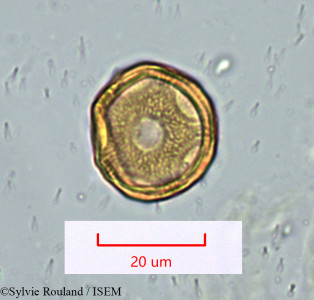 Sylvie.Rouland/Gymnocarpos_decandrus_1628/Gymnocarpos_decandrus_1628_0001(copy)_thumb.jpg