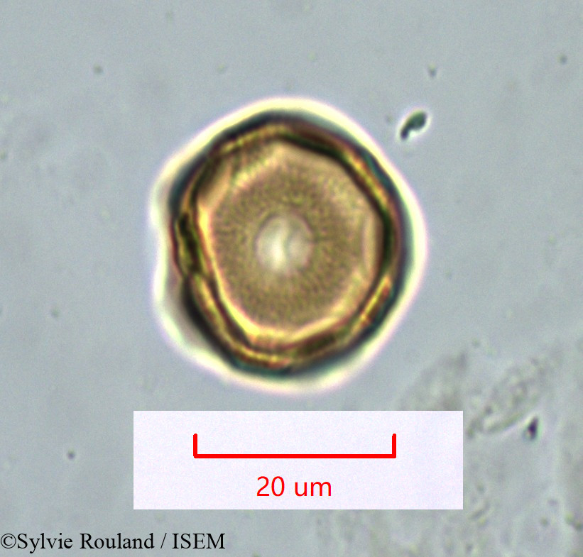 Sylvie.Rouland/Gymnocarpos_decandrus_1628/Gymnocarpos_decandrus_1628_0002(copy).jpg