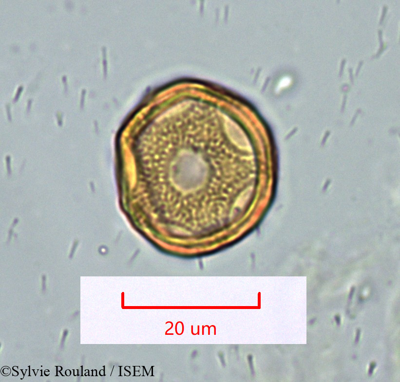Sylvie.Rouland/Gymnocarpos_decandrus_1628/Gymnocarpos_decandrus_1628_0003(copy).jpg