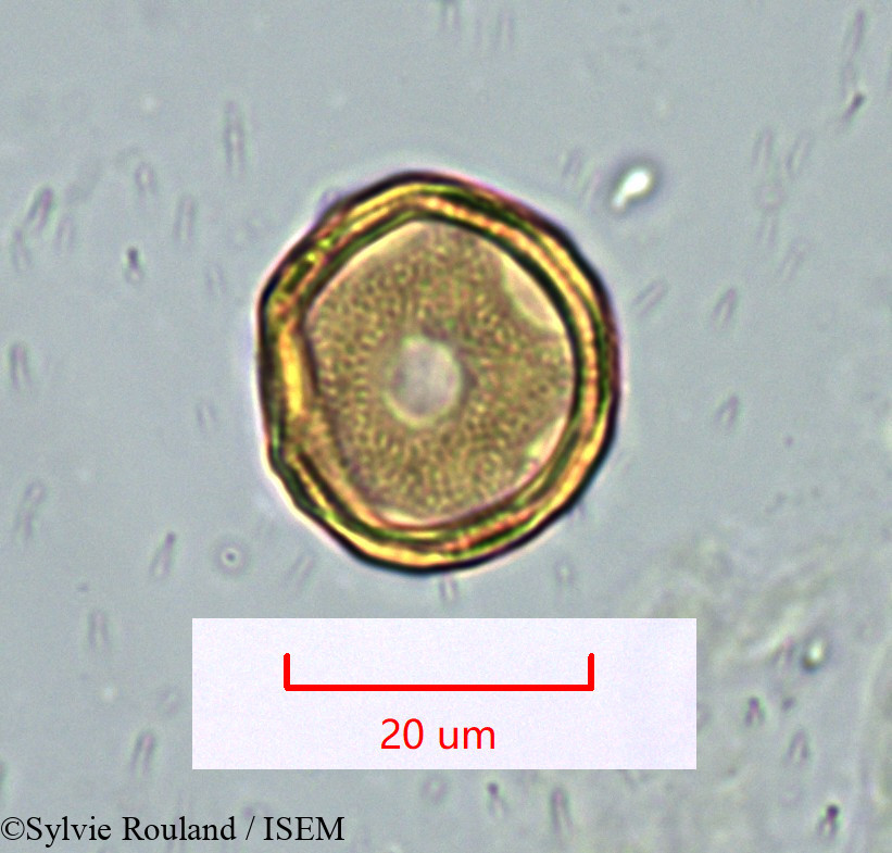 Sylvie.Rouland/Gymnocarpos_decandrus_1628/Gymnocarpos_decandrus_1628_0004(copy).jpg