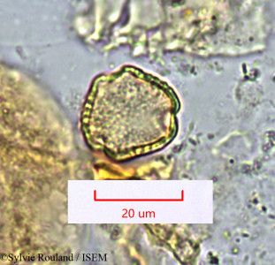 Sylvie.Rouland/Gymnosporia_leptopus_1443/Gymnosporia_leptopus_1443_0001(copy)_thumb.jpg