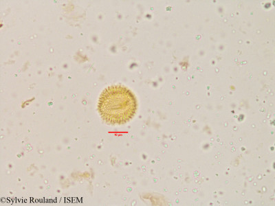 Sylvie.Rouland/Gymnosporia_montana_3860/Gymnosporia_montana_3860_0001(copy)_thumb.jpg