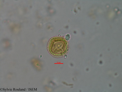 Sylvie.Rouland/Gymnosporia_trigyna_12607/Gymnosporia_trigyna_12607_0001(copy)_thumb.jpg