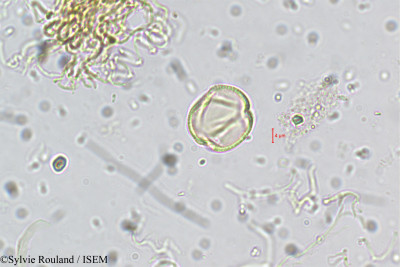 Sylvie.Rouland/Gynandropsis_gynandra_5510/Gynandropsis_gynandra_5510_0001(copy)_thumb.jpg