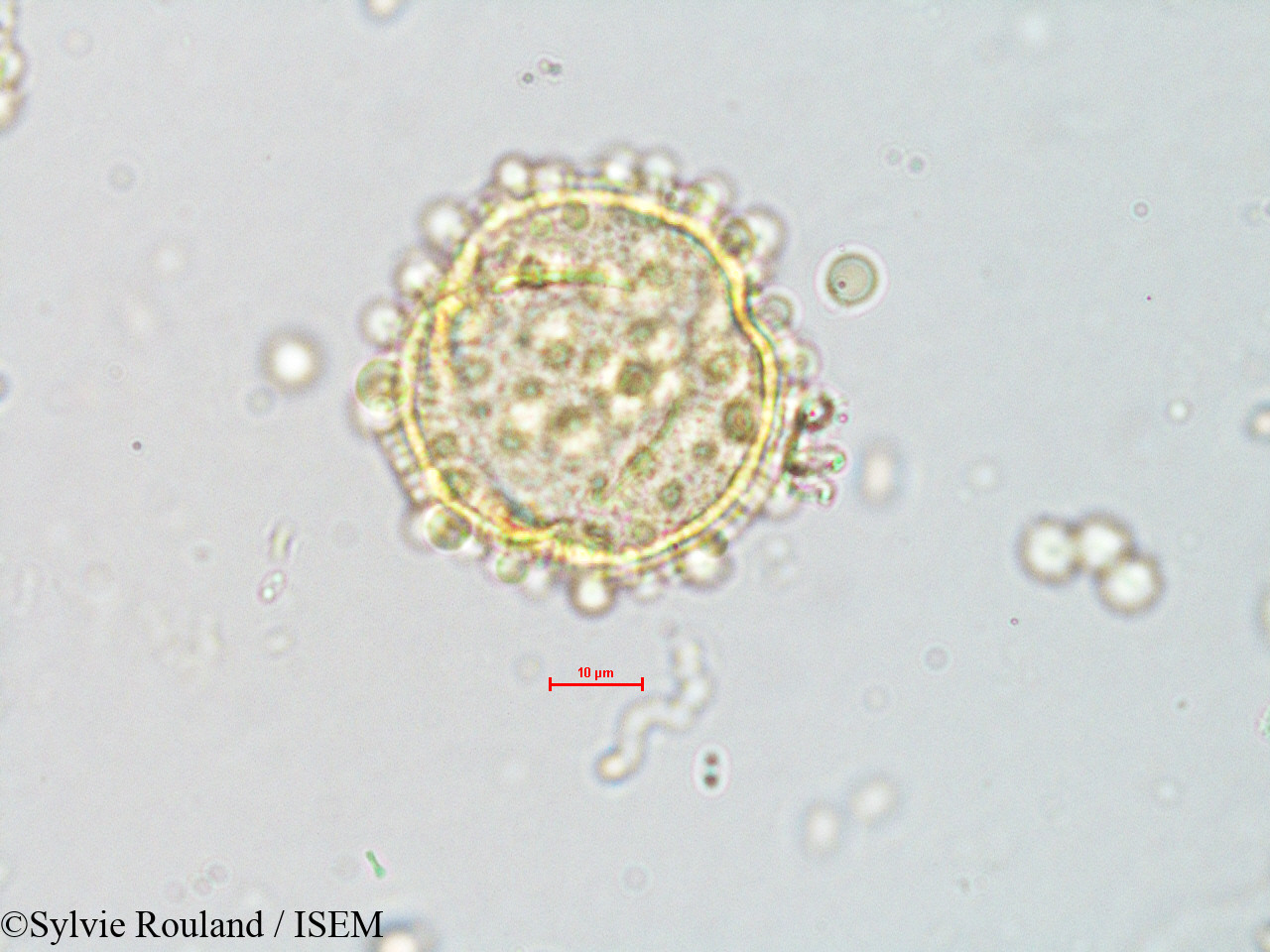 Sylvie.Rouland/Gynocardia_odorata_4072/Gynocardia_odorata_4072_0001(copy).jpg