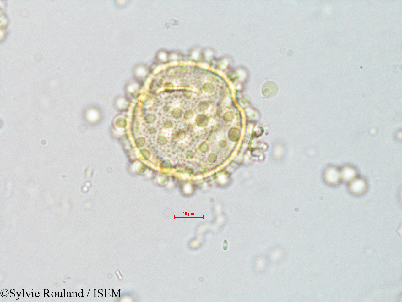 Sylvie.Rouland/Gynocardia_odorata_4072/Gynocardia_odorata_4072_0002(copy).jpg