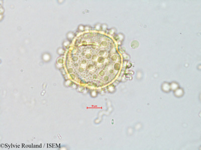 Gynocardia odorata - lame n° 4072