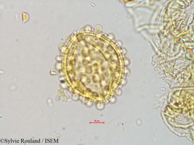 Gynocardia odorata - lame n° 4072