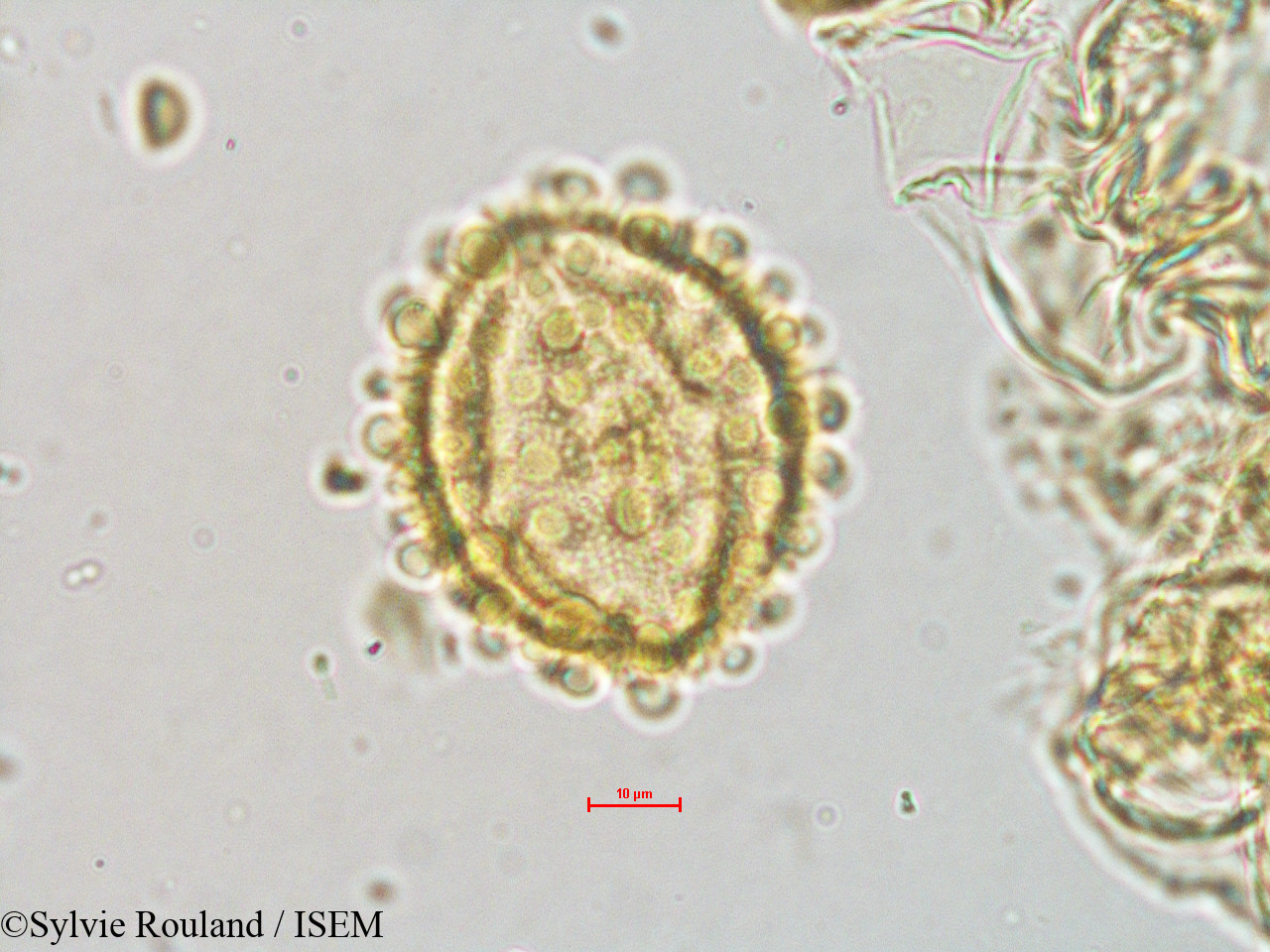 Sylvie.Rouland/Gynocardia_odorata_4072/Gynocardia_odorata_4072_0004(copy).jpg